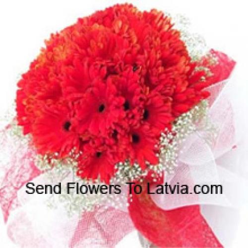 Cute 37 Red Gerberas