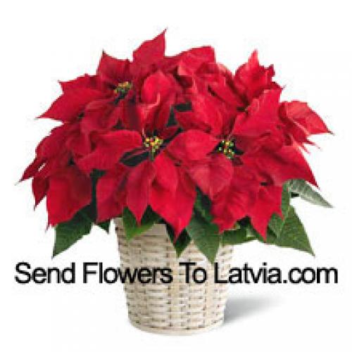 Urocza poinsettia w koszu